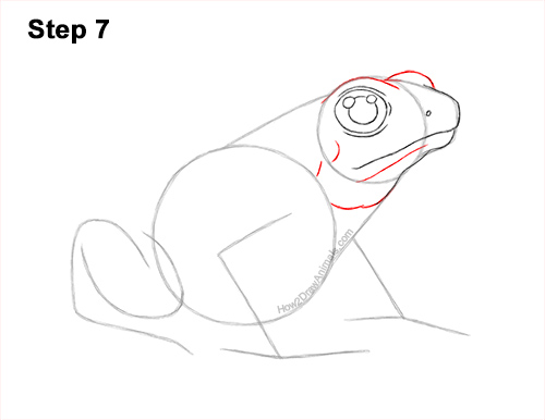 How to Draw a Striped Poison Dart Frog 7
