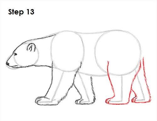 Polar Bear Drawing 13 Draw Polar Bear 13