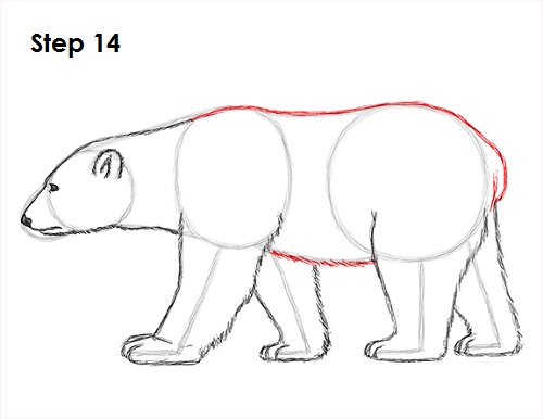 Polar Bear Drawing 14 Draw Polar Bear 14