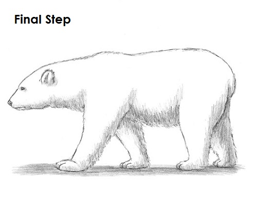 Polar Bear Drawing Last Draw Polar Bear Final