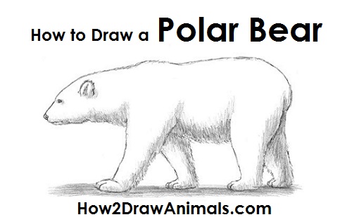 Polar Bear Drawing How to Draw a Polar Bear Side View
