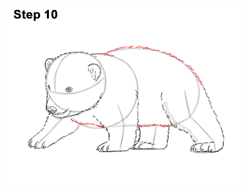 How to Draw a Cute Baby Polar Bear Cub 10