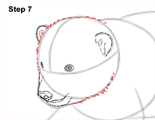 How to Draw a Cute Baby Polar Bear Cub 7