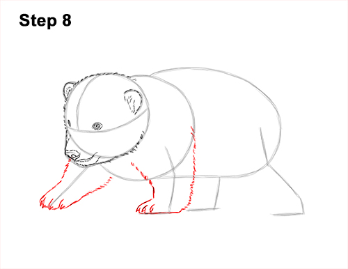 How to Draw a Cute Baby Polar Bear Cub 8