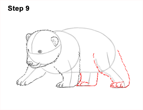 How to Draw a Cute Baby Polar Bear Cub 9