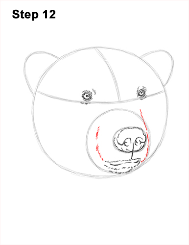 Draw a Polar Bear Head 12 How to Draw a Polar Bear Portrait Head Face 12