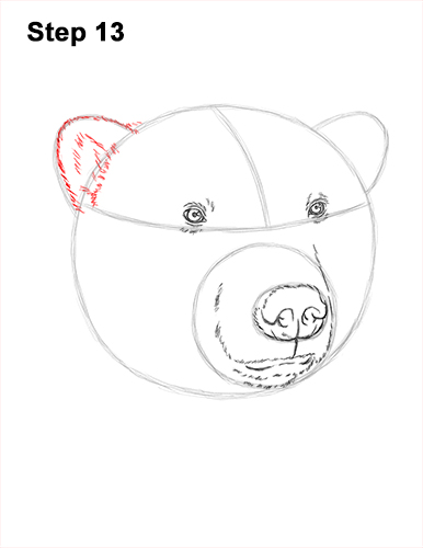 Draw a Polar Bear Head 13 How to Draw a Polar Bear Portrait Head Face 13