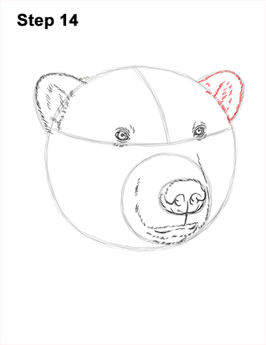 Draw a Polar Bear Head 14 How to Draw a Polar Bear Portrait Head Face 14
