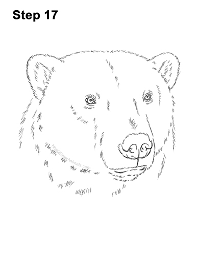 How to Draw a Polar Bear Portrait Head Face 17