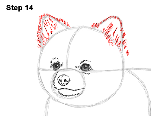 Draw a Pomeranian Dog 14 How to Draw a Cute Pomeranian Puppy Dog 14