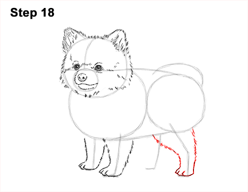 How to Draw a Cute Pomeranian Puppy Dog 18