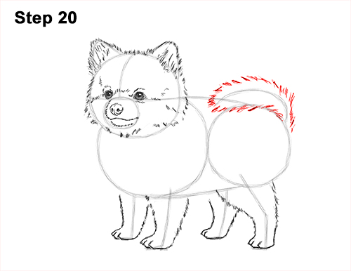 How to Draw a Cute Pomeranian Puppy Dog 20