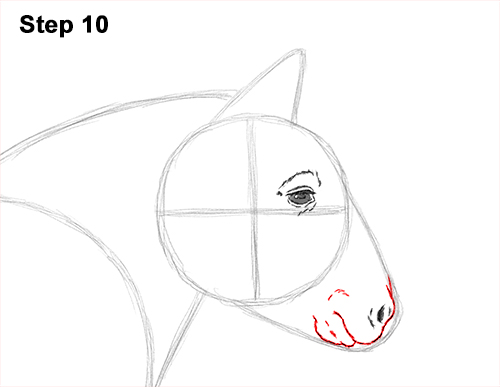 Draw Shetland Pony 10