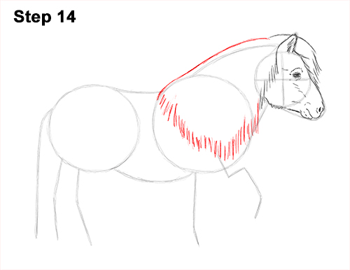 Draw Shetland Pony 14