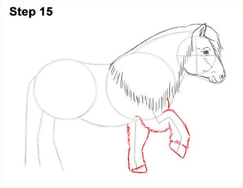 Shetland Pony Drawing 15 Draw Shetland Pony 15
