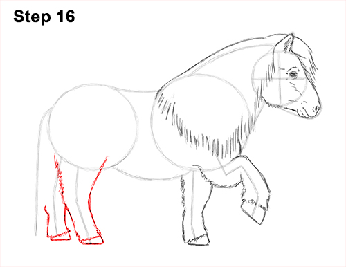 Shetland Pony Drawing 16 Draw Shetland Pony 16