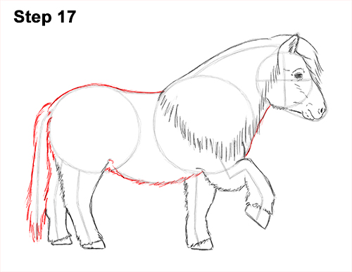 Shetland Pony Drawing 17 Draw Shetland Pony 17