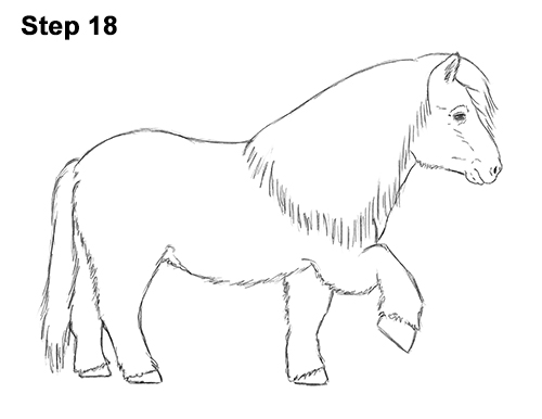 Shetland Pony Drawing 18 Draw Shetland Pony 18