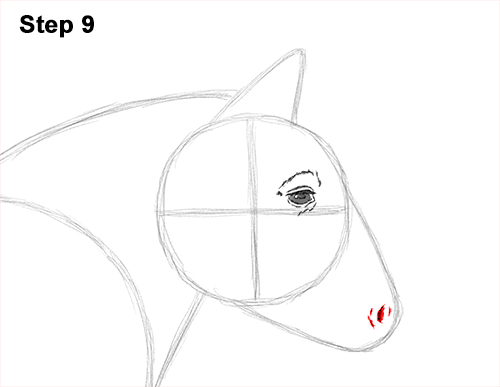 Draw Shetland Pony 9