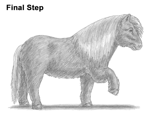 Shetland Pony Drawing Draw Shetland Pony