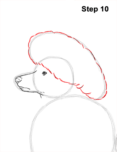 Poodle Dog Drawing 10 Draw Poodle Dog 10
