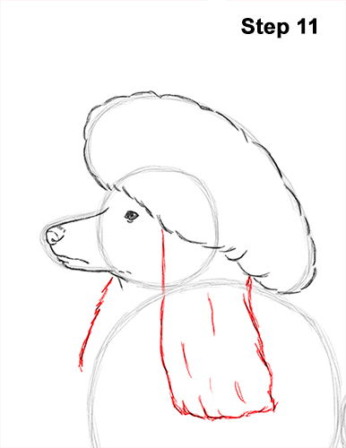 Poodle Dog Drawing 11 Draw Poodle Dog 11