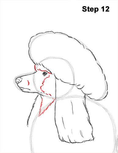 Poodle Dog Drawing 12 Draw Poodle Dog 12