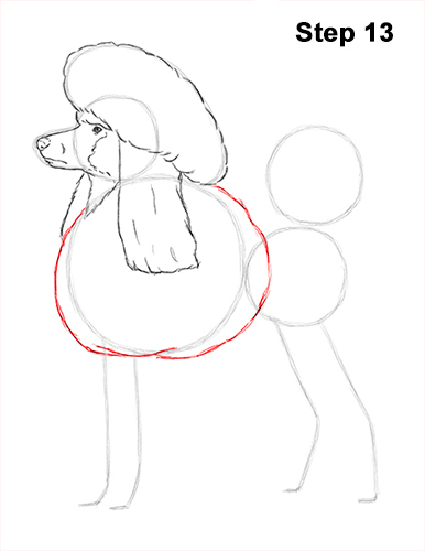 Poodle Dog Drawing 13 Draw Poodle Dog 13