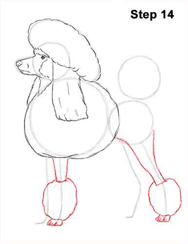 Poodle Dog Drawing 14 Draw Poodle Dog 14