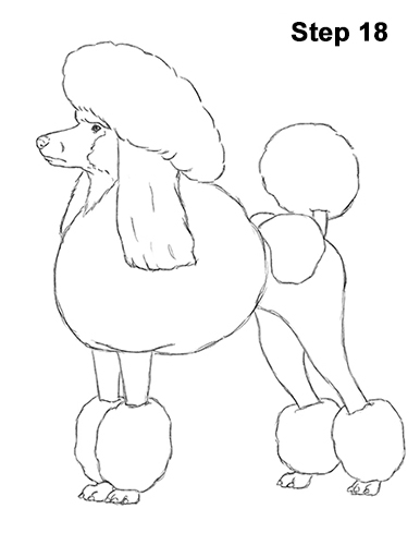 Draw Poodle Dog 18