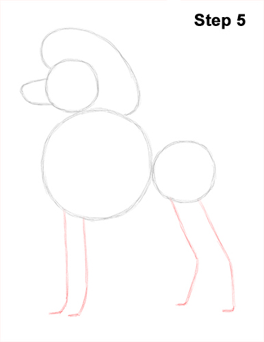 Poodle Dog Drawing 5 Draw Poodle Dog 5