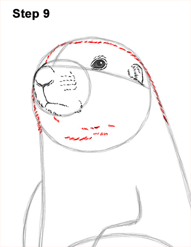 How to Draw a Black-Tailed Prairie Dog Standing Up 9
