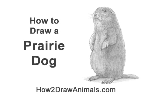 Draw a Prairie Dog How to Draw a Black-Tailed Prairie Dog Standing Up