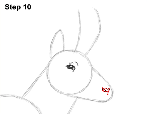 Draw Pronghorn Antelope 10 How to Draw a Pronghorn Anelope Buck Walking 10