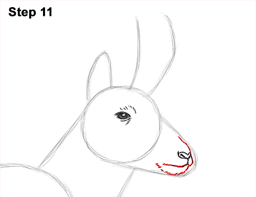 Draw Pronghorn Antelope 11 How to Draw a Pronghorn Anelope Buck Walking 11