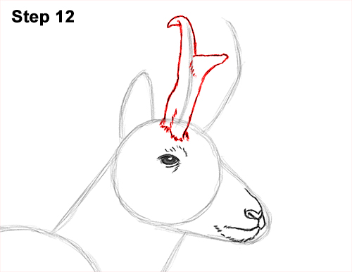 Draw Pronghorn Antelope 12 How to Draw a Pronghorn Anelope Buck Walking 12