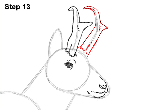 Draw Pronghorn Antelope 13 How to Draw a Pronghorn Anelope Buck Walking 13