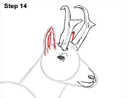Draw Pronghorn Antelope 14 How to Draw a Pronghorn Anelope Buck Walking 14