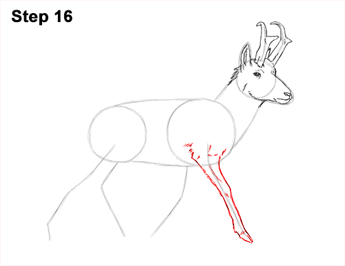 How to Draw a Pronghorn Anelope Buck Walking 16