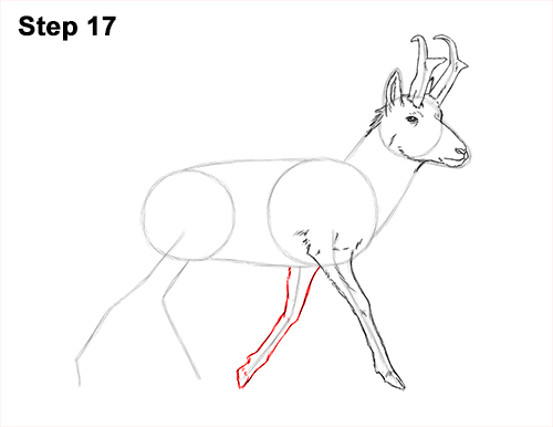 How to Draw a Pronghorn Anelope Buck Walking 17