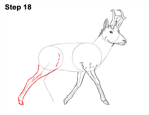How to Draw a Pronghorn Anelope Buck Walking 18