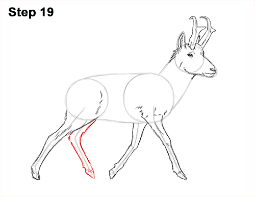 How to Draw a Pronghorn Anelope Buck Walking 19