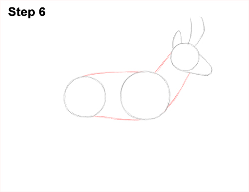 How to Draw a Pronghorn Anelope Buck Walking 6
