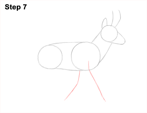 How to Draw a Pronghorn Anelope Buck Walking 7