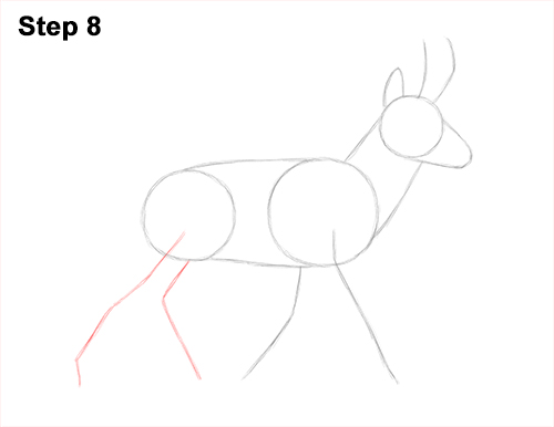 How to Draw a Pronghorn Anelope Buck Walking 8