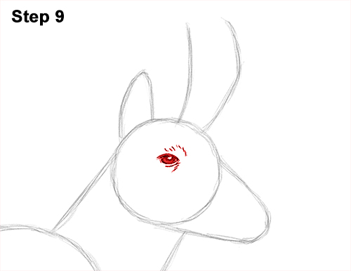 How to Draw a Pronghorn Anelope Buck Walking 9