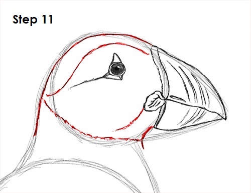 Draw Puffin Bird 11