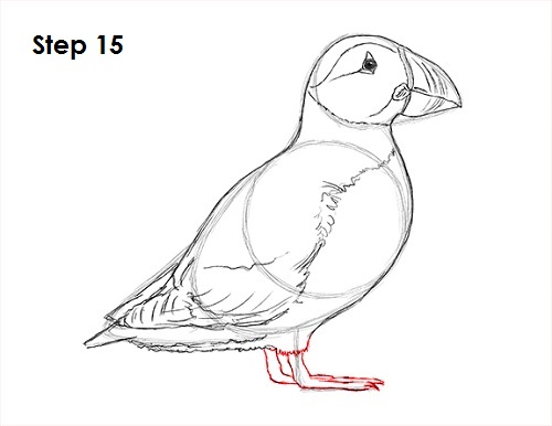 Puffin Bird Drawing 15 Draw Puffin Bird 15