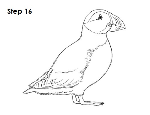 Puffin Bird Drawing 16 Draw Puffin Bird 16
