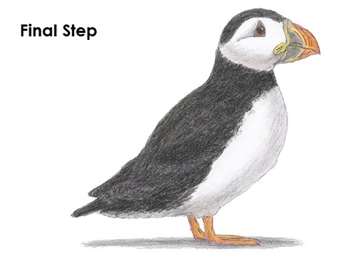 Puffin Bird Drawing Draw Puffin Bird